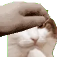 petTheCat
