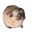 Pug_Dance Pug_Dance