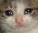 catsad Discord Emoji