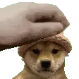 C1_petpetdogwifhat