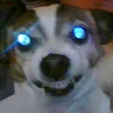 blue_eyes_doggo Discord Emoji