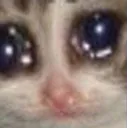 catcry