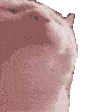 superhypersupercatJAM