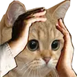 NotLikeCat NotLikeCat