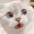 CATWait