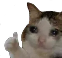 coolcat