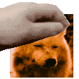 sadpet Discord Emoji