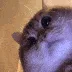 gif_ML_catBolshoi