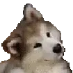 cutedogthink
