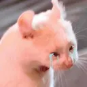 cryingkitty2
