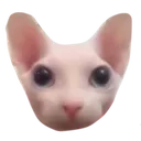 Catastrophe_BINGUS