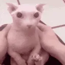 Catastrophe_Bingus2 Catastrophe_Bingus2