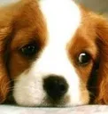 SadPuppy