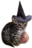 catwitch