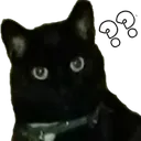 CatWhat