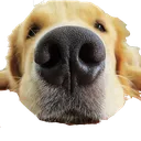 boop