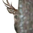 DeerLurk DeerLurk