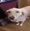 buddadog