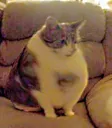 chonker