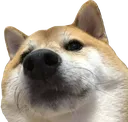 doggo