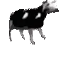 dancingcow