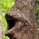 loggers