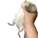 rat2