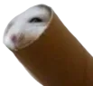 rat3