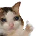 SadOkayCat