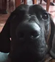 sherlock