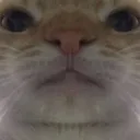 catbruh