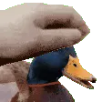 DuckPet