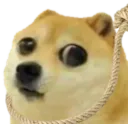 dogenoose dogenoose