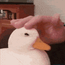 DuckLover