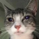 g_catcry g_catcry