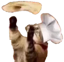 CatChef CatChef