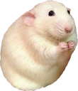 beggingrat Discord emoji