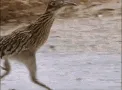 No No