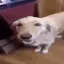 butterdogo
