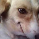 smugdoggo