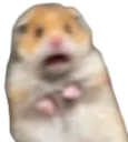 hamster_asustado Discord Emoji