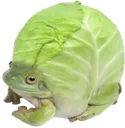 zabusta zabusta