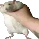 ratrightdink