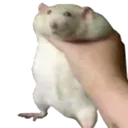 ratright