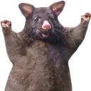 wahoorat