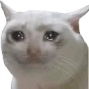 SadCat