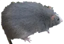 robert