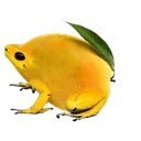 owocuszka