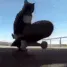 catskatebord
