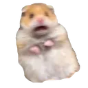 hamsteraahhh